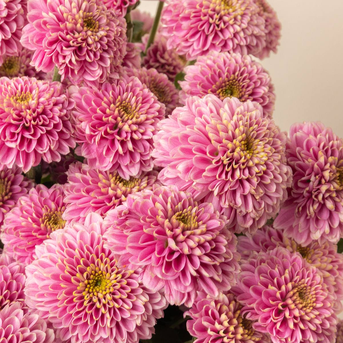 Chrysanthème boule de neige Santini rose picture 2