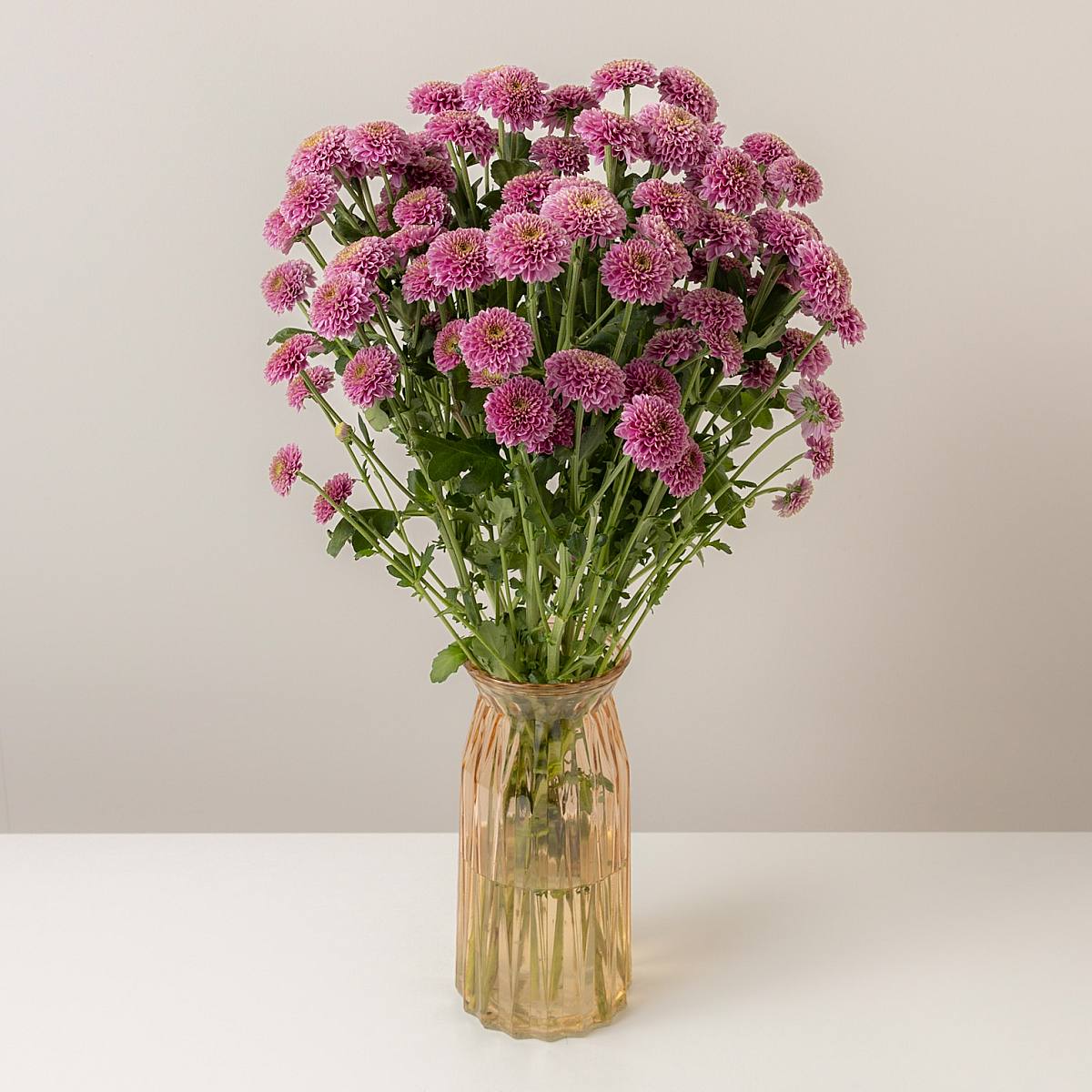 Chrysanthème boule de neige Santini rose picture 0