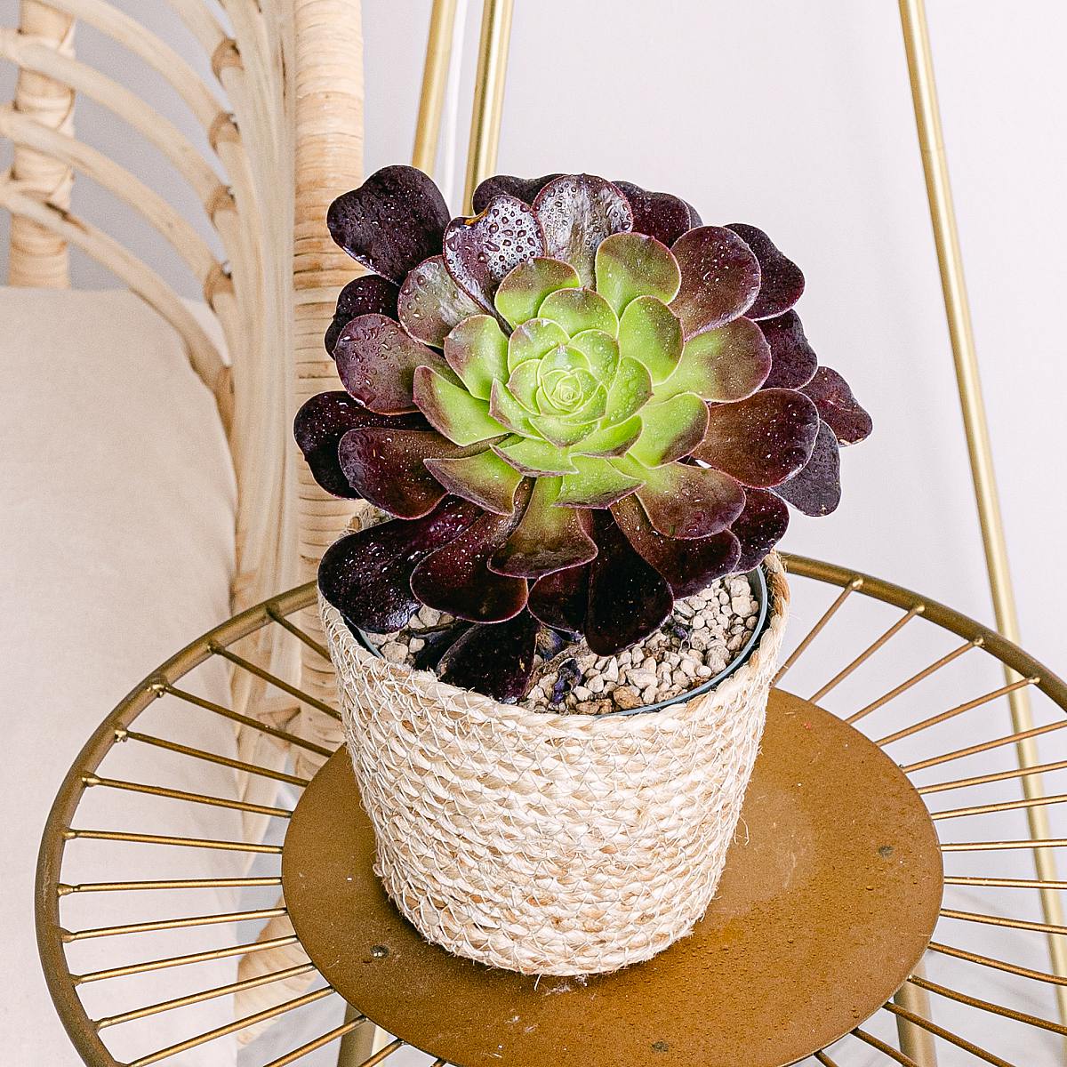 Evergreen Evergreen picture 0