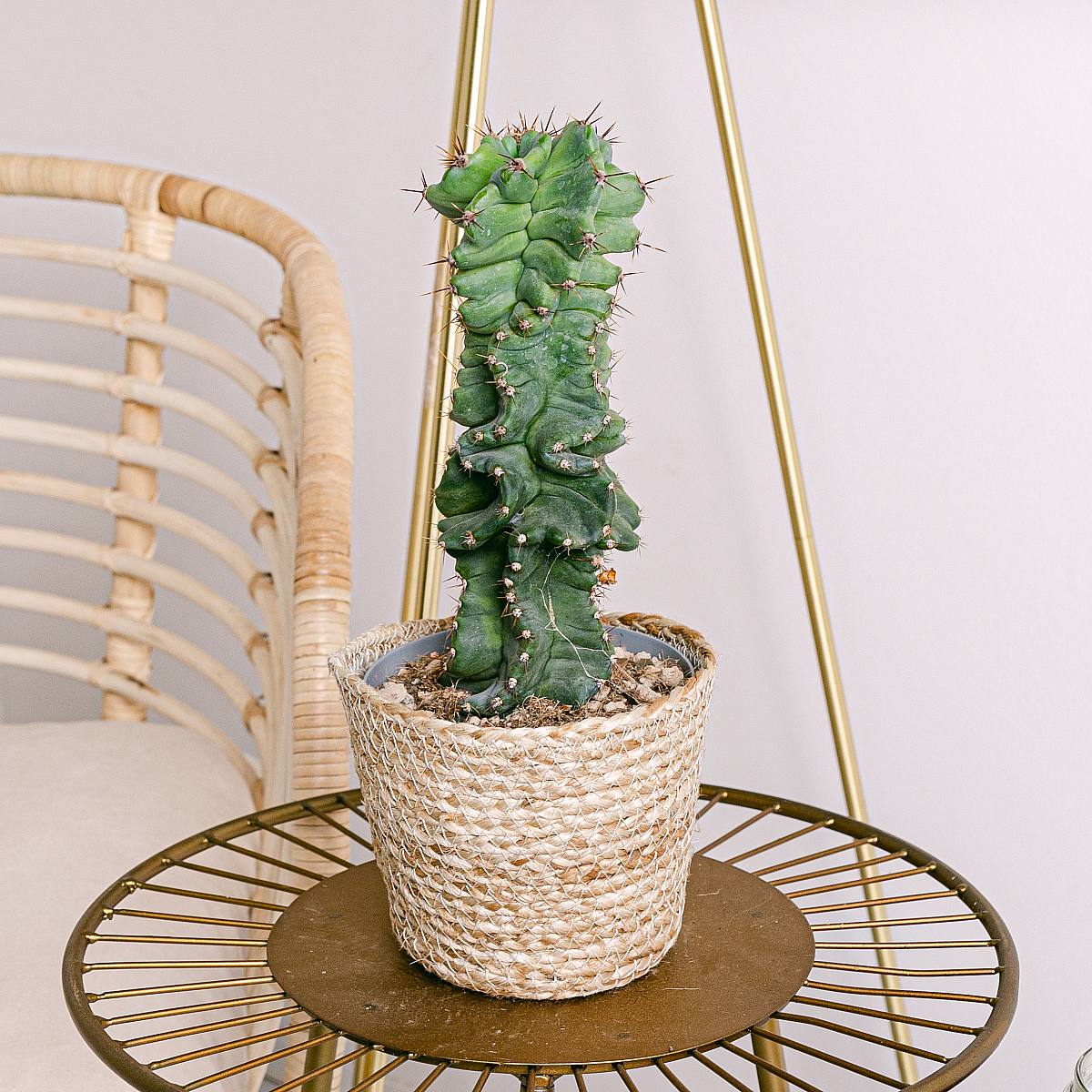 Spiralny kaktus picture 4