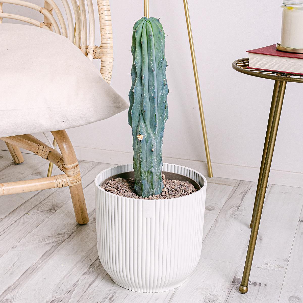 Garambullo picture 6