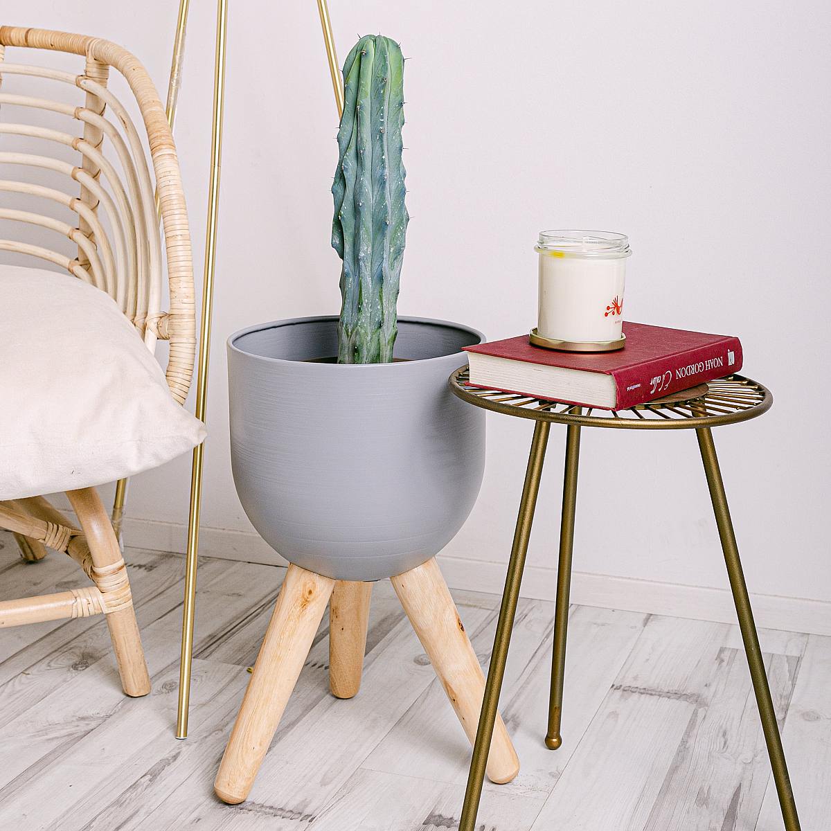 Garambullo picture 5