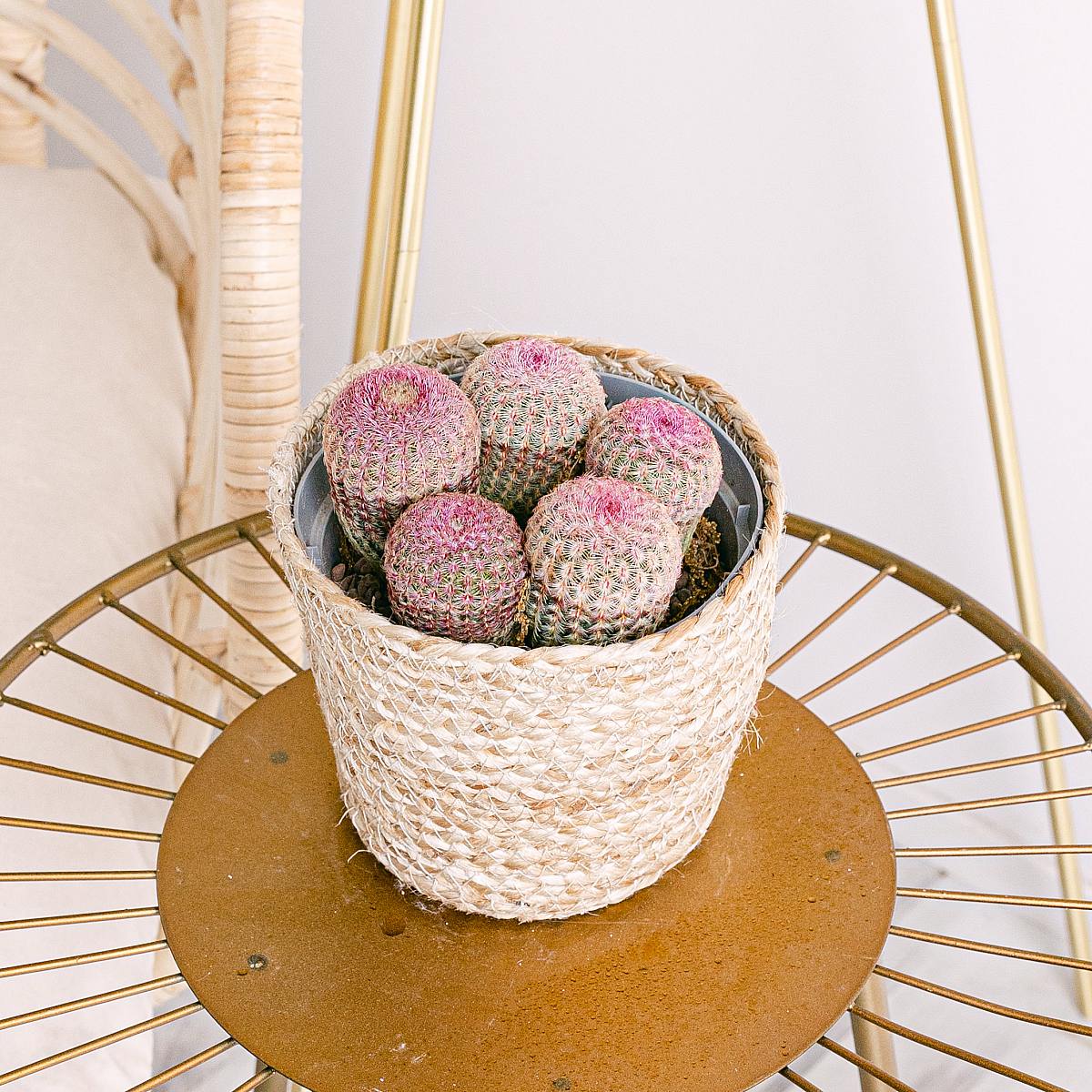 Regnbue-kaktus picture 2