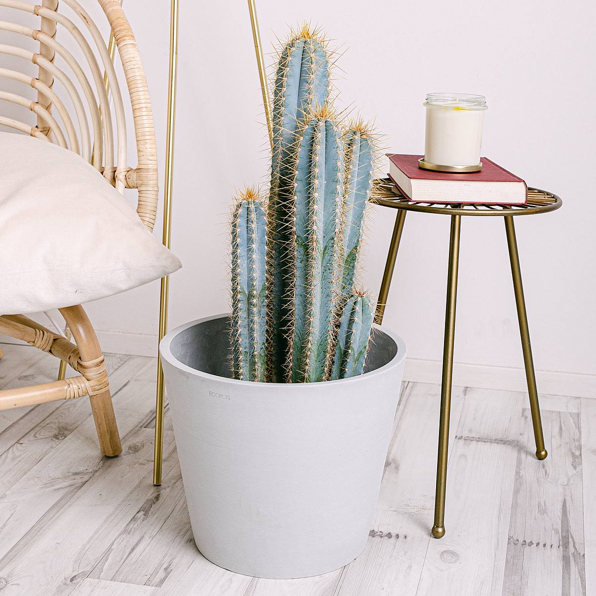 Pilosocereus azureus picture 2