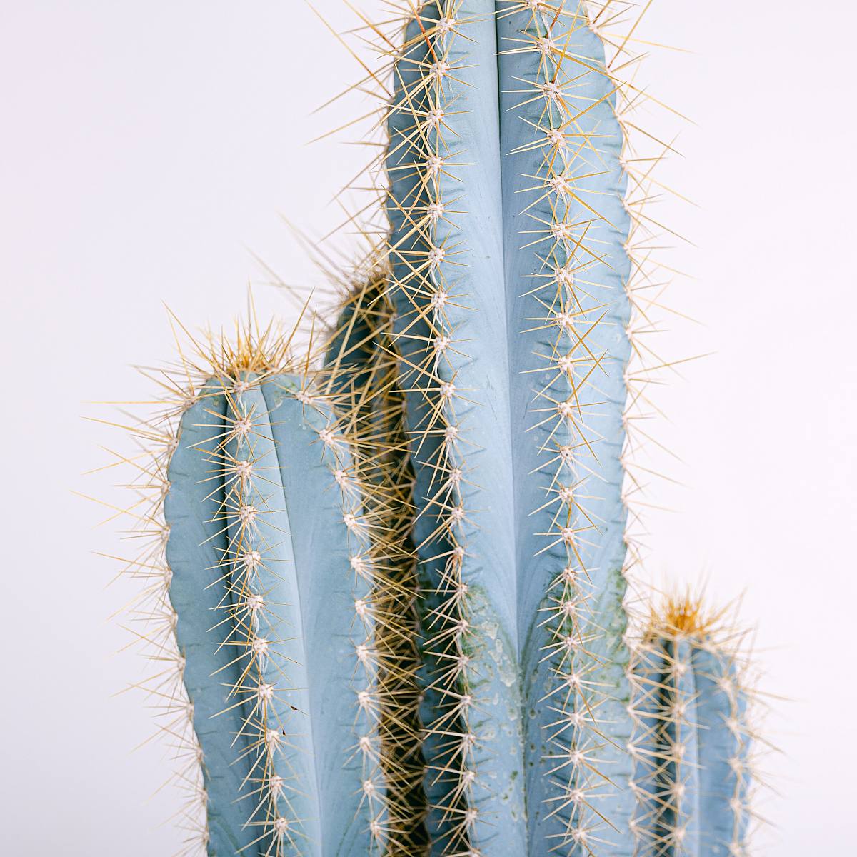 Pilosocereus azureus picture 6