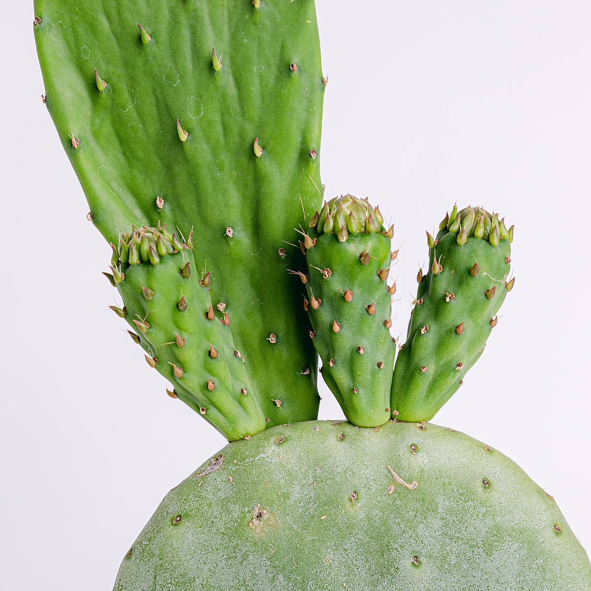 Opuntia Tomentosa picture 3