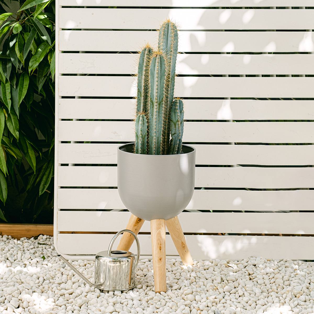 Pilosocereus azureus picture 0