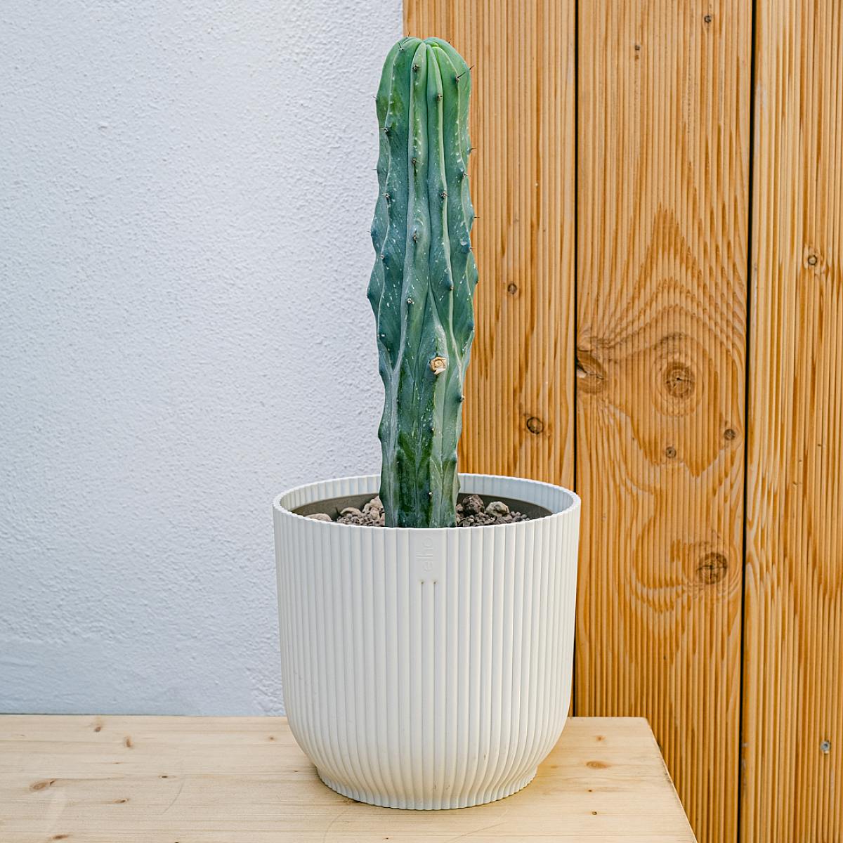 Garambullo picture 4