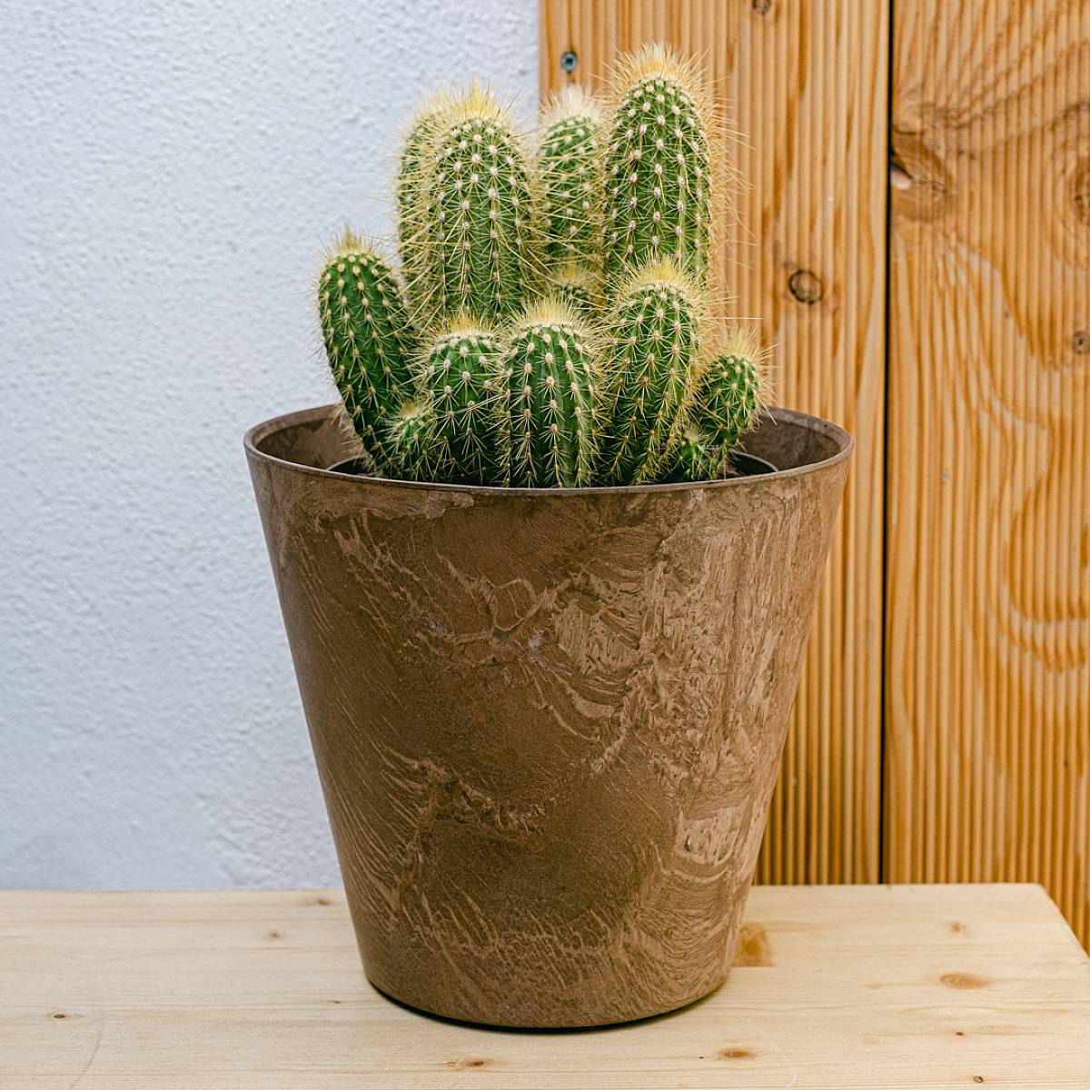 Weberbauerocerues Johnsonii picture 0