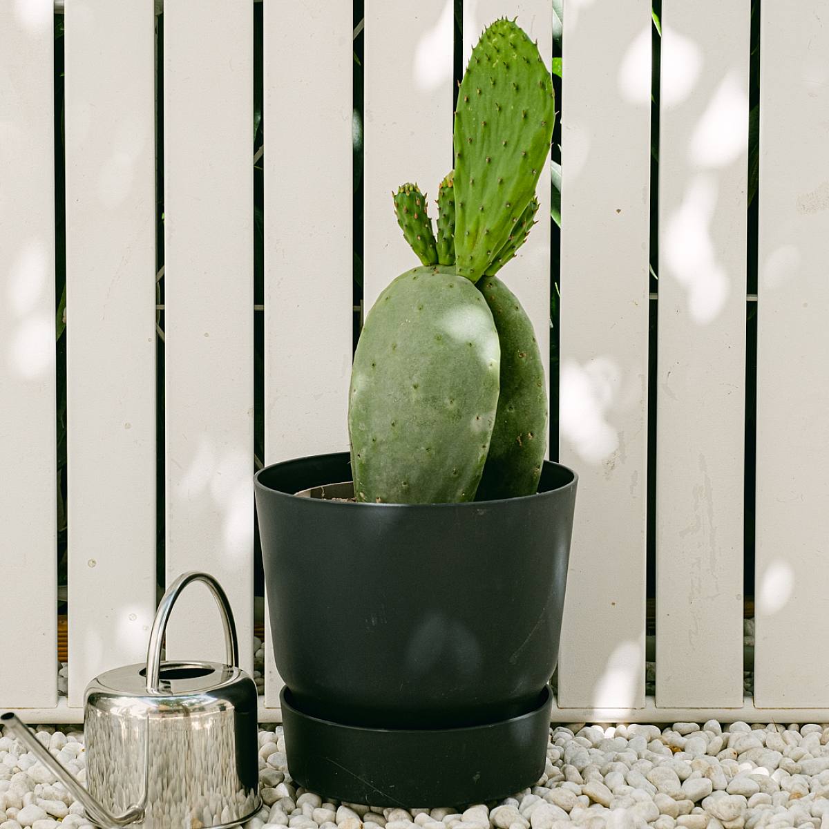 Opuntia Tomentosa picture 2