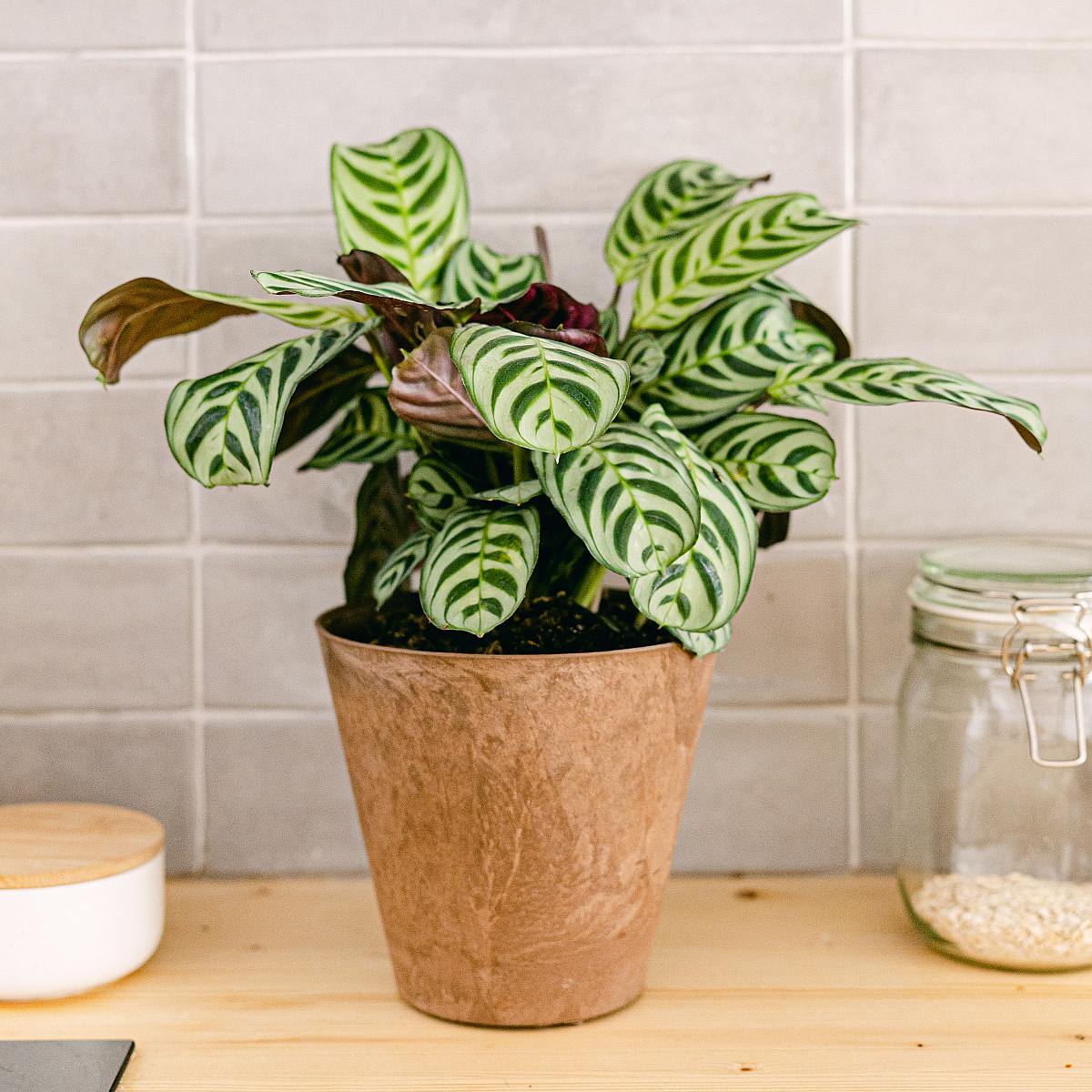 Ctenanthe Burle Marxii picture 4