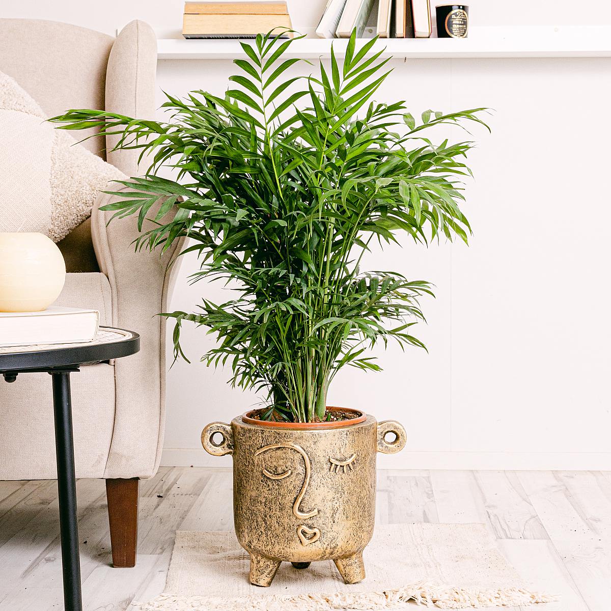 Parlor Palm picture 1