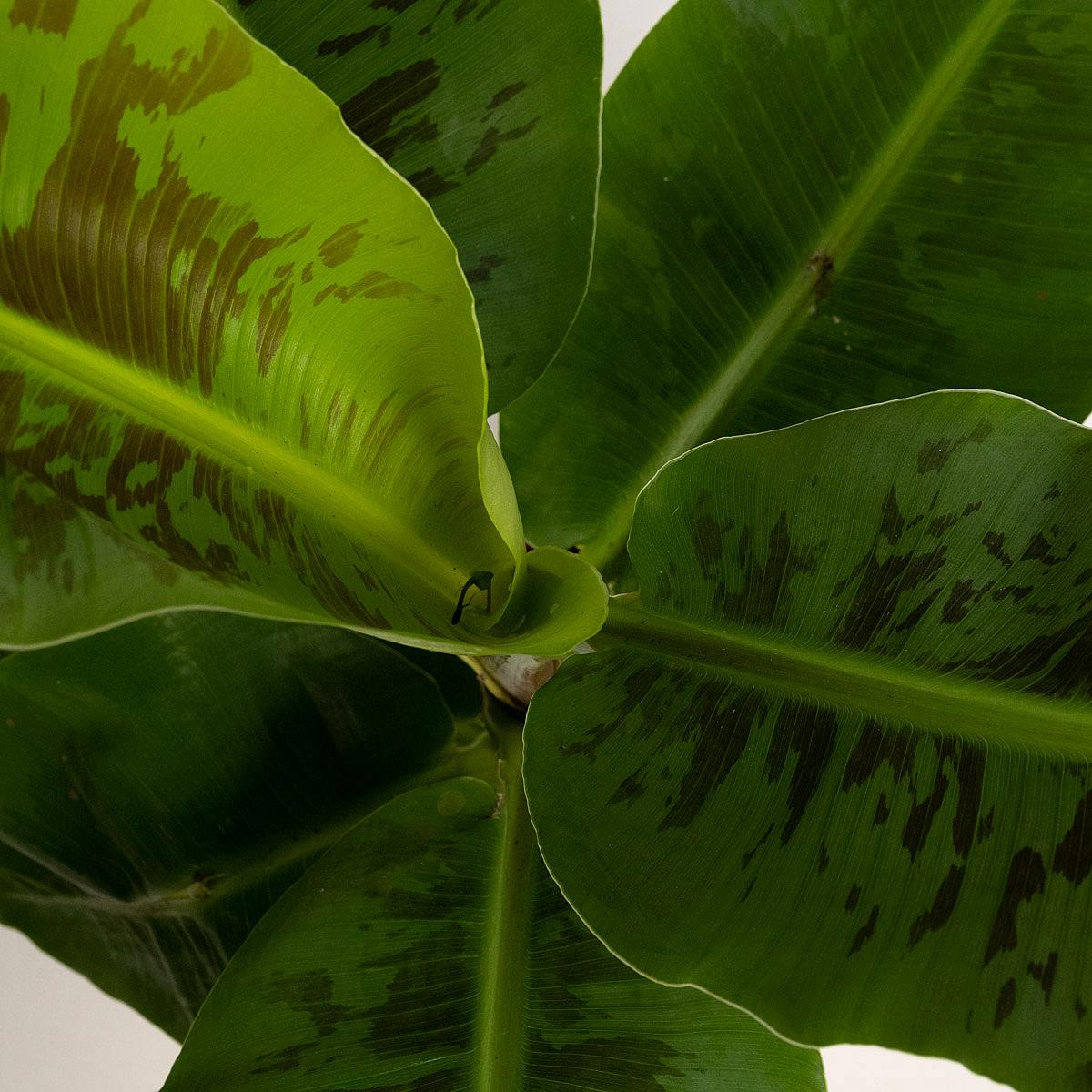 Banán Tropicana picture 5