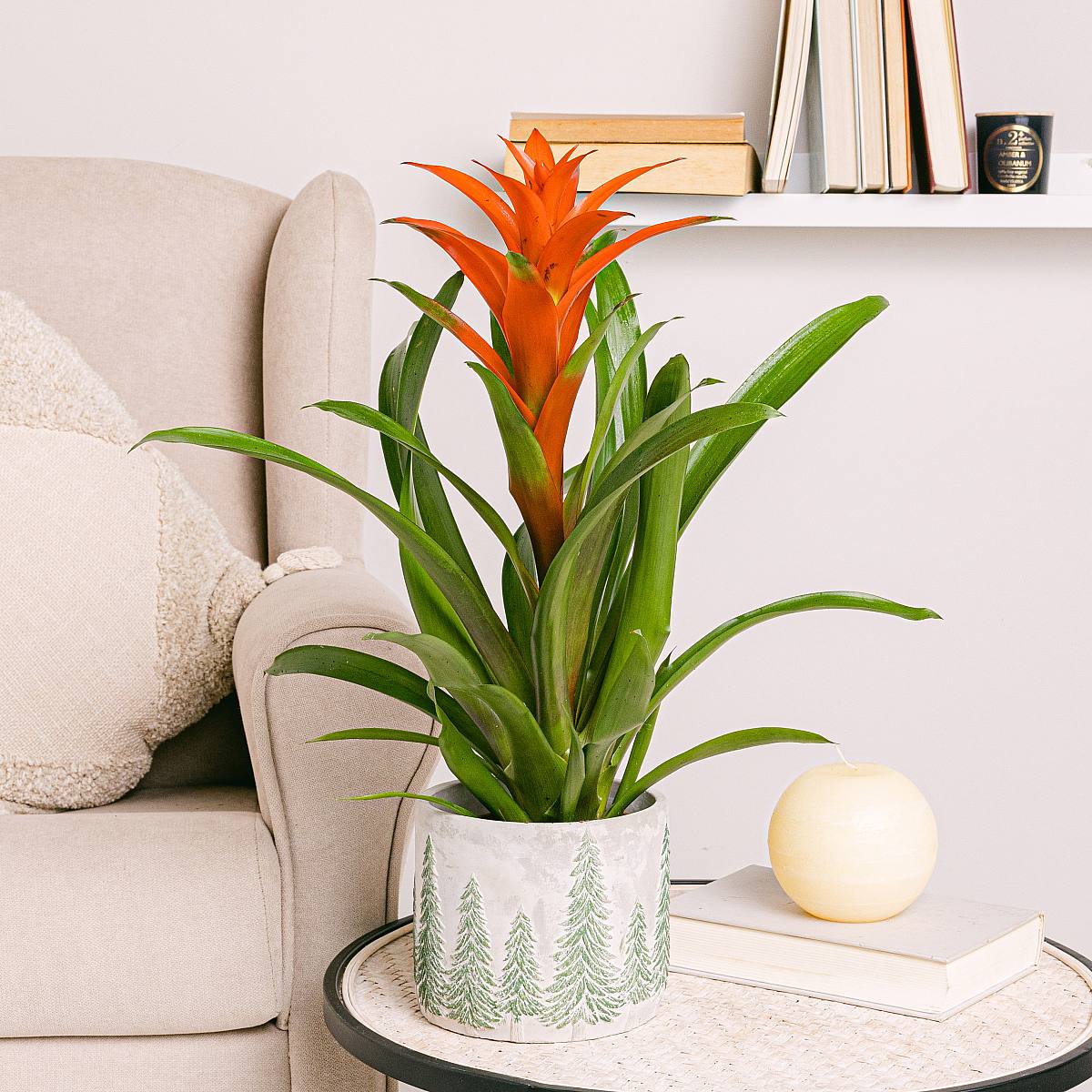 Cache-pot Aspen - M/15 picture 4