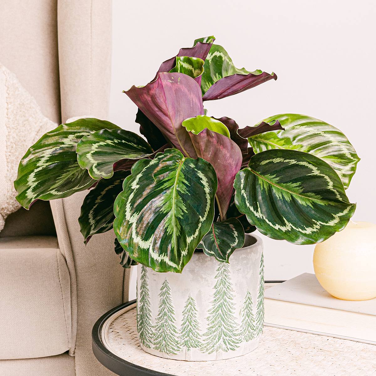 Calathea Medallion - Svěží zeleň picture 8