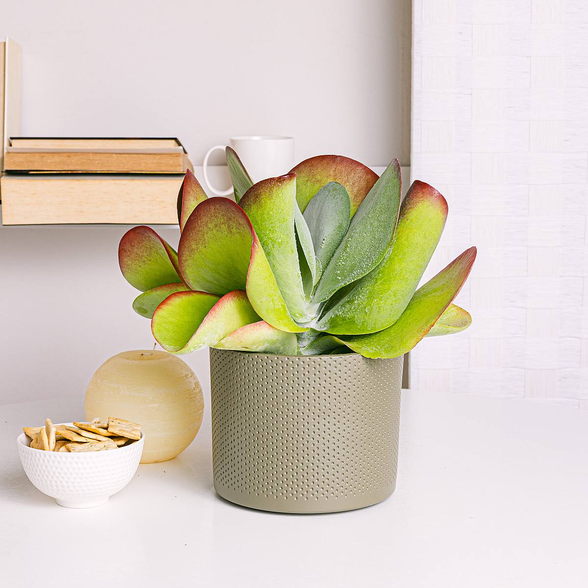 Kalanchoë Thyrsiflora picture 4