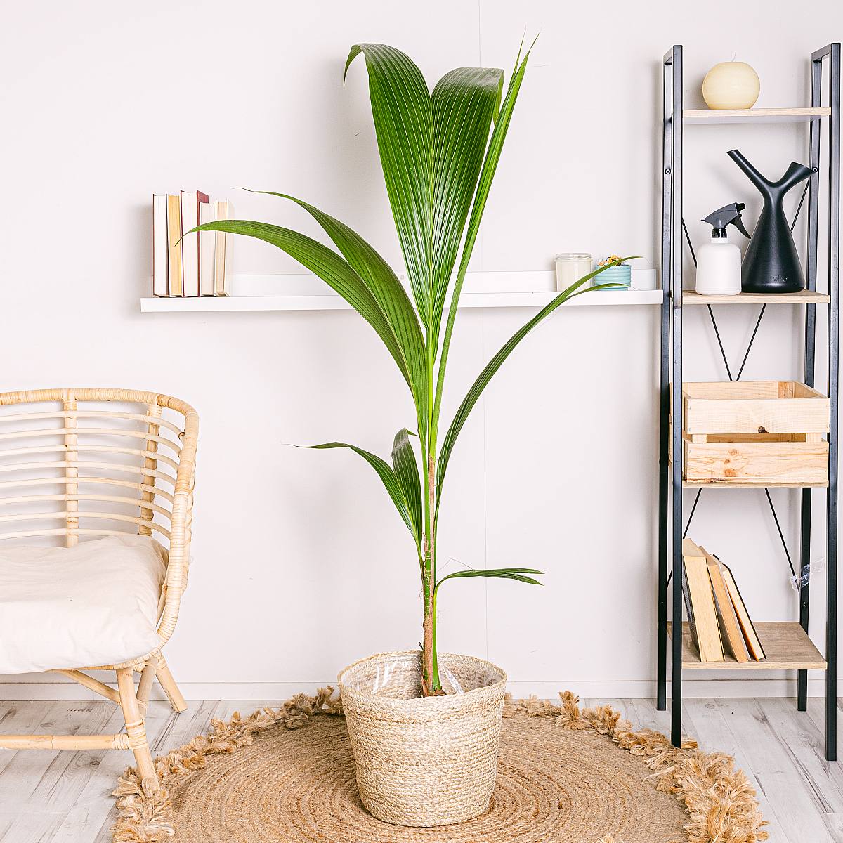 Kokosový strom picture 0