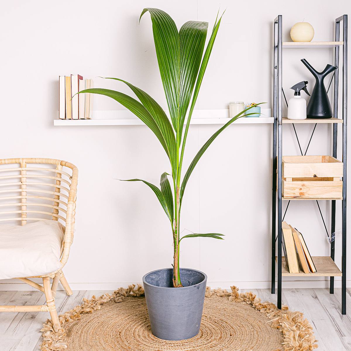 Kokosový strom picture 1