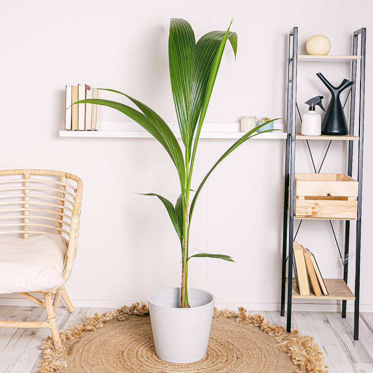 Kokosový strom picture 2