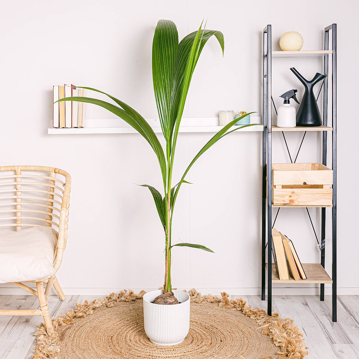 Kokosový strom picture 3