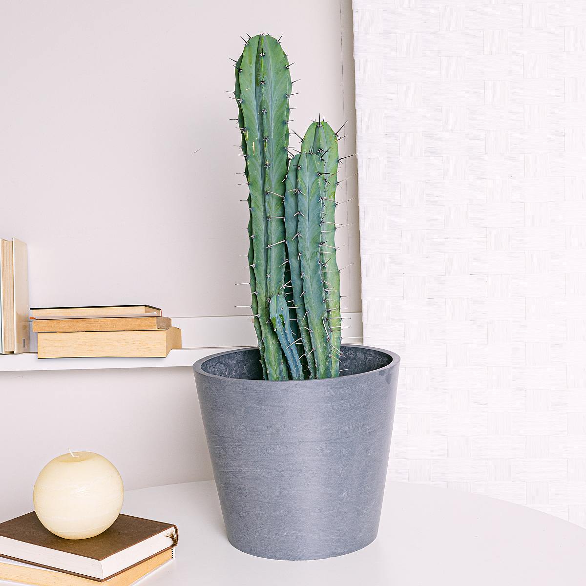 Garambullo picture 0