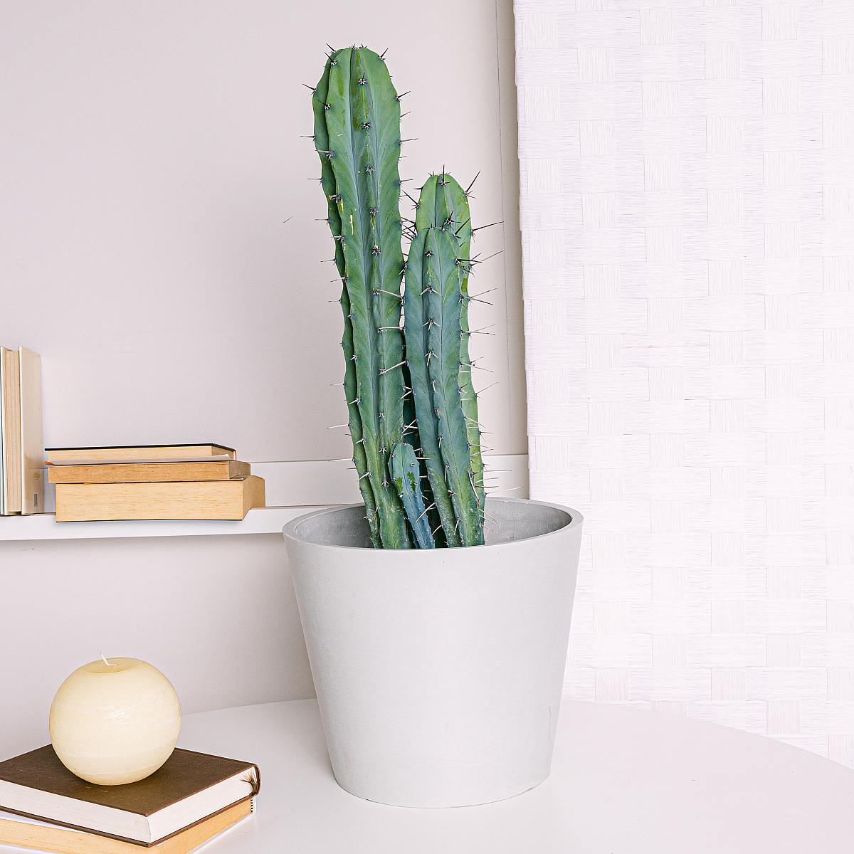 Garambullo picture 1