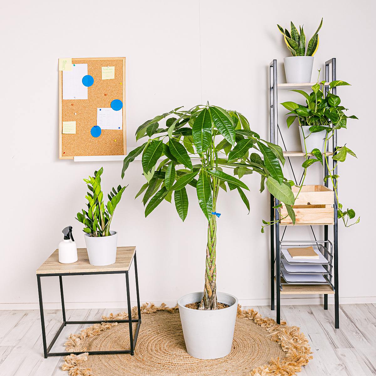 Set Resistente picture 1