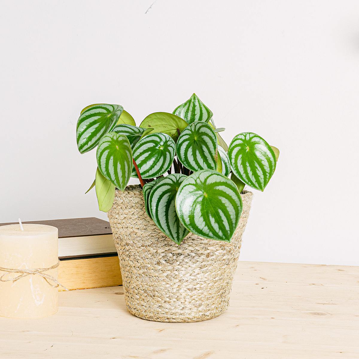 Peperomia Wassermelone picture 1