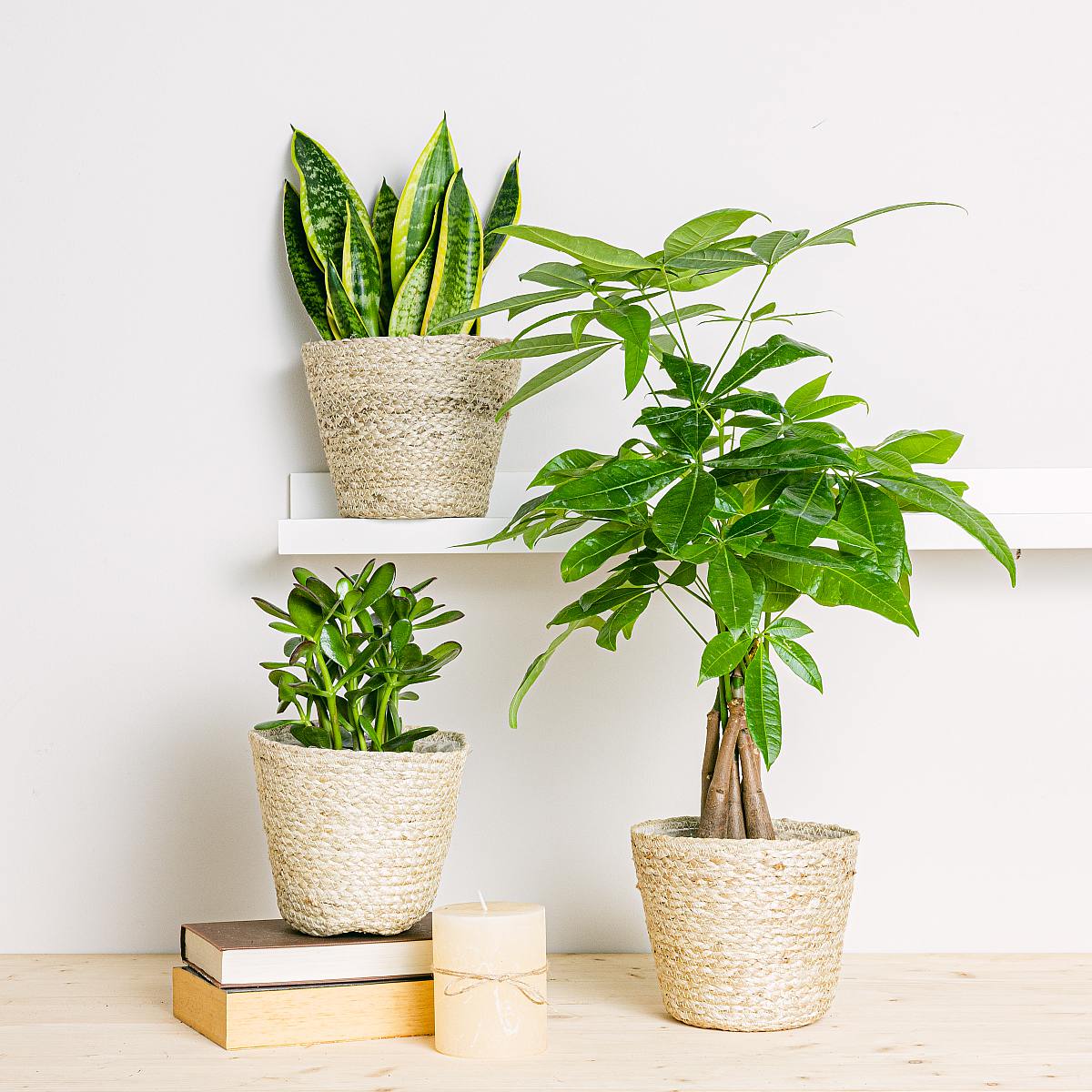 Trio af planter: Held og lykke picture 4