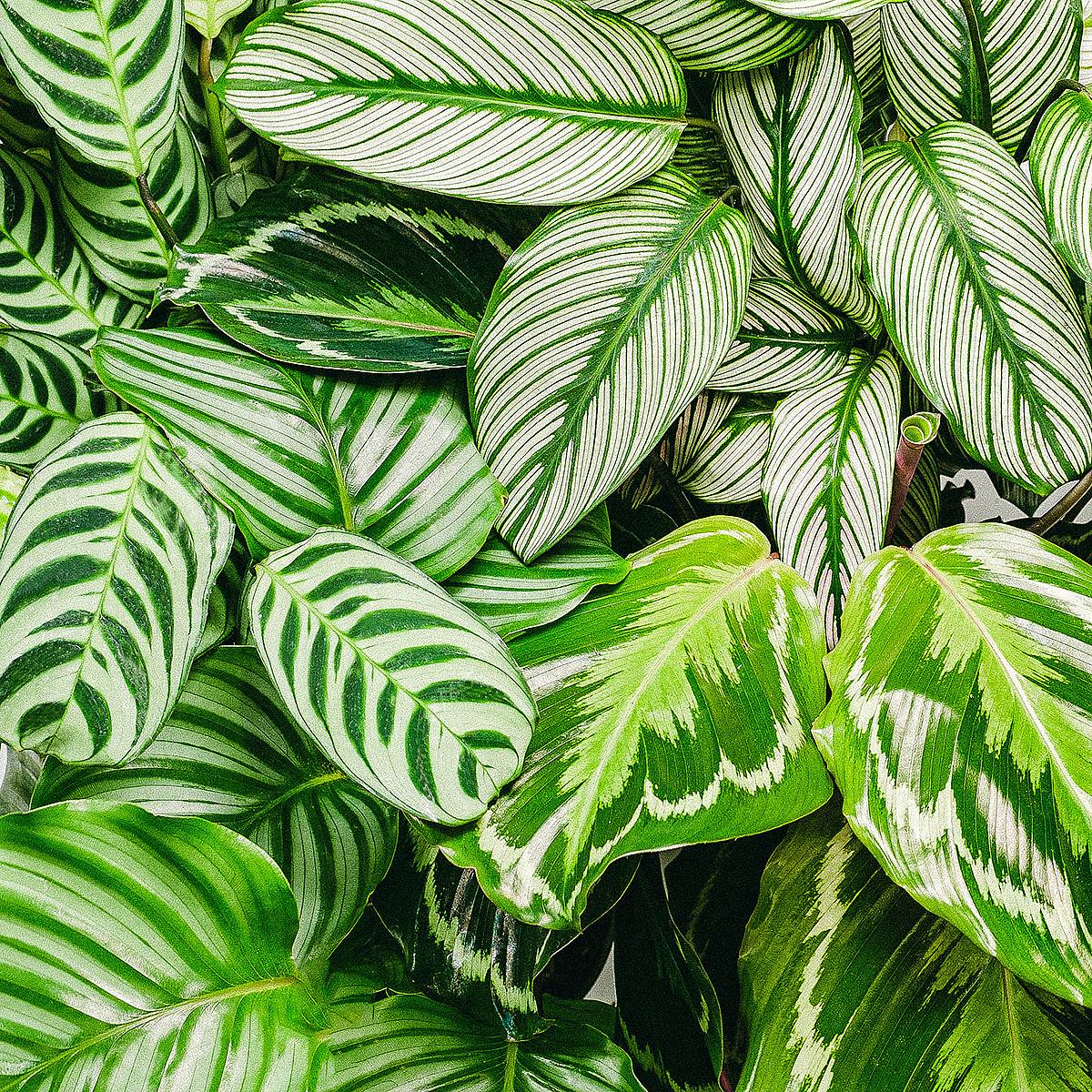 Calathea Medallion - Svěží zeleň picture 9