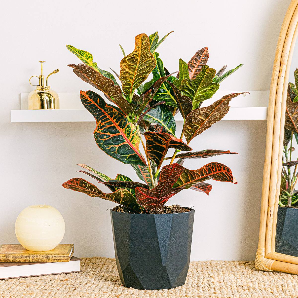 Croton Excelente picture 0