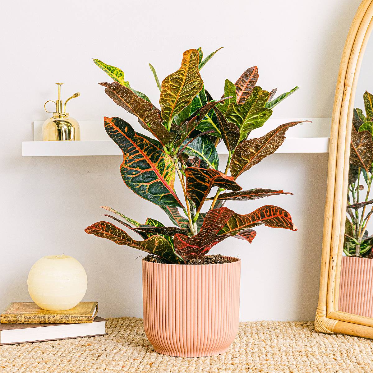 Croton Excelente picture 1