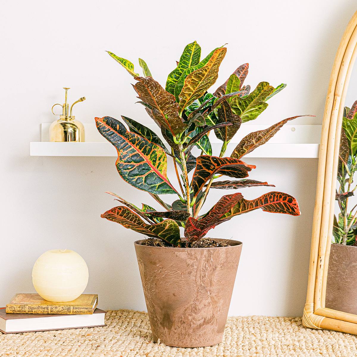 Croton Excelente picture 2