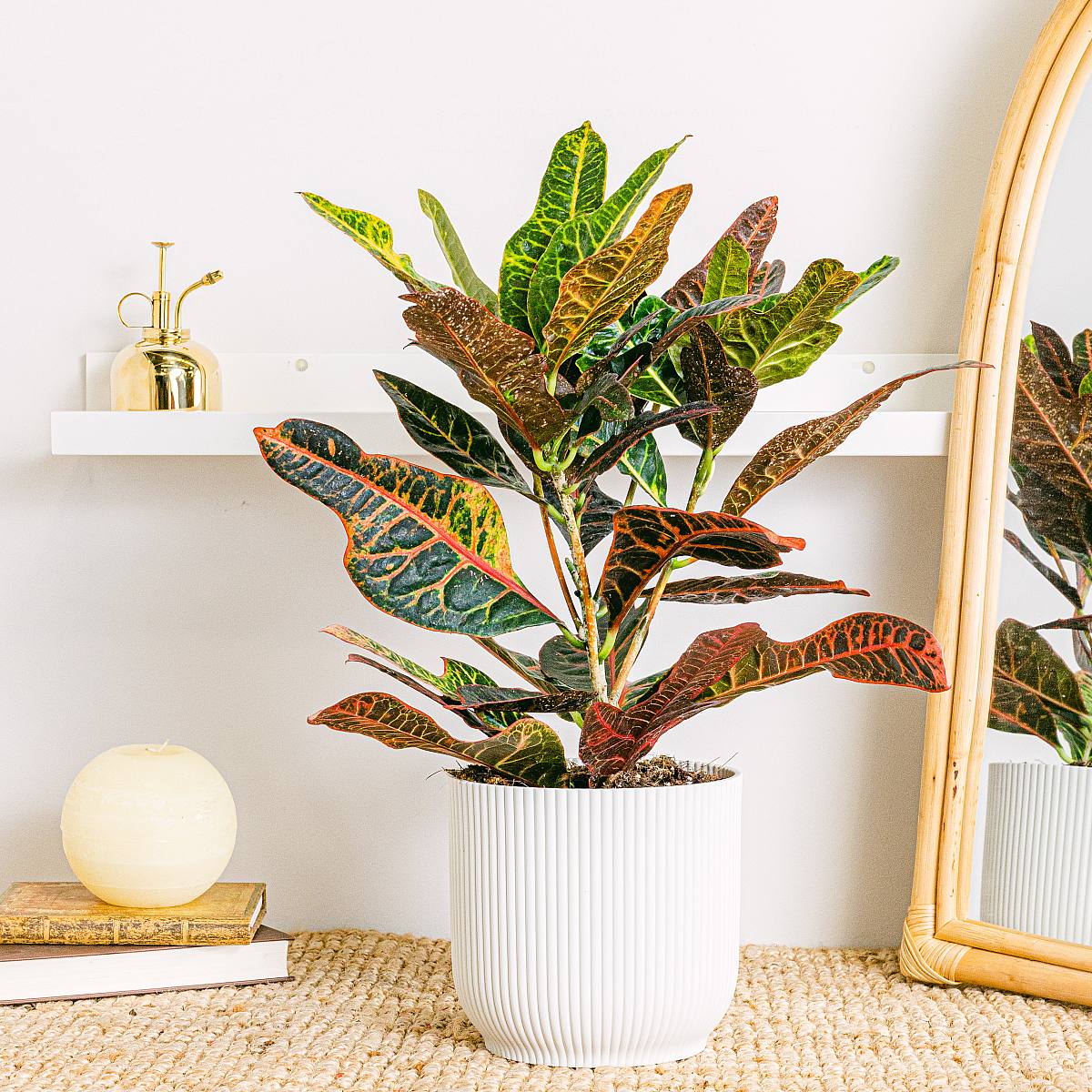 Croton Excelente picture 3