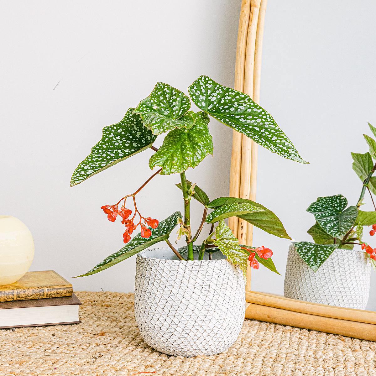 Begonia Maculata picture 1