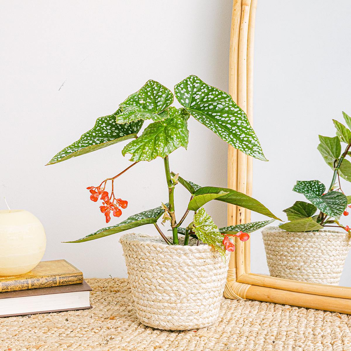 Begonia Maculata picture 3