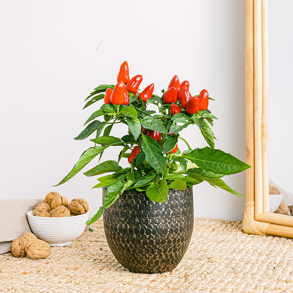 Pepřová rostlina picture 1