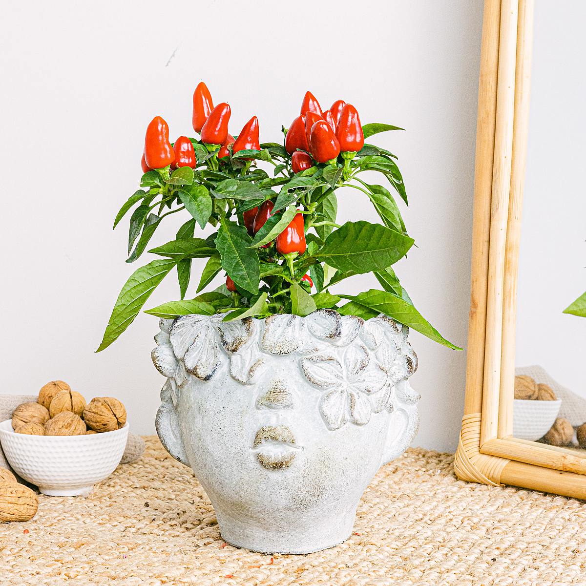 Pepřová rostlina picture 2