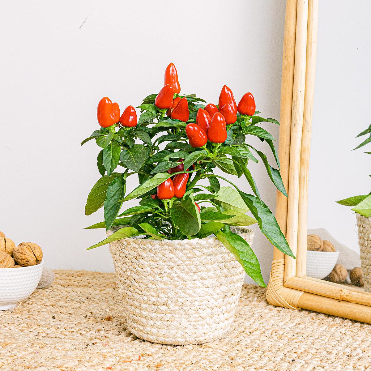 Pepřová rostlina picture 3