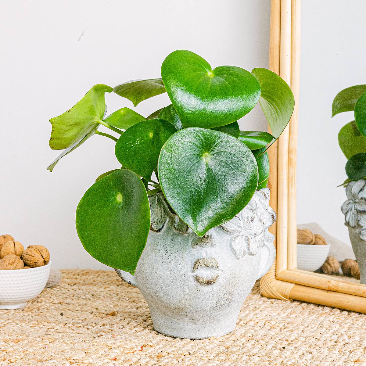 Peperomia Regendruppel picture 1