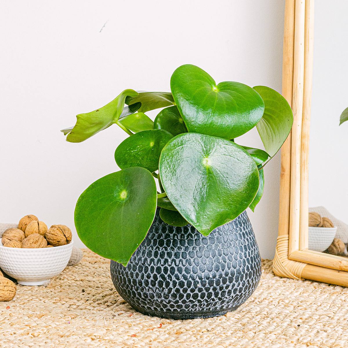 Peperomia Regendruppel picture 0