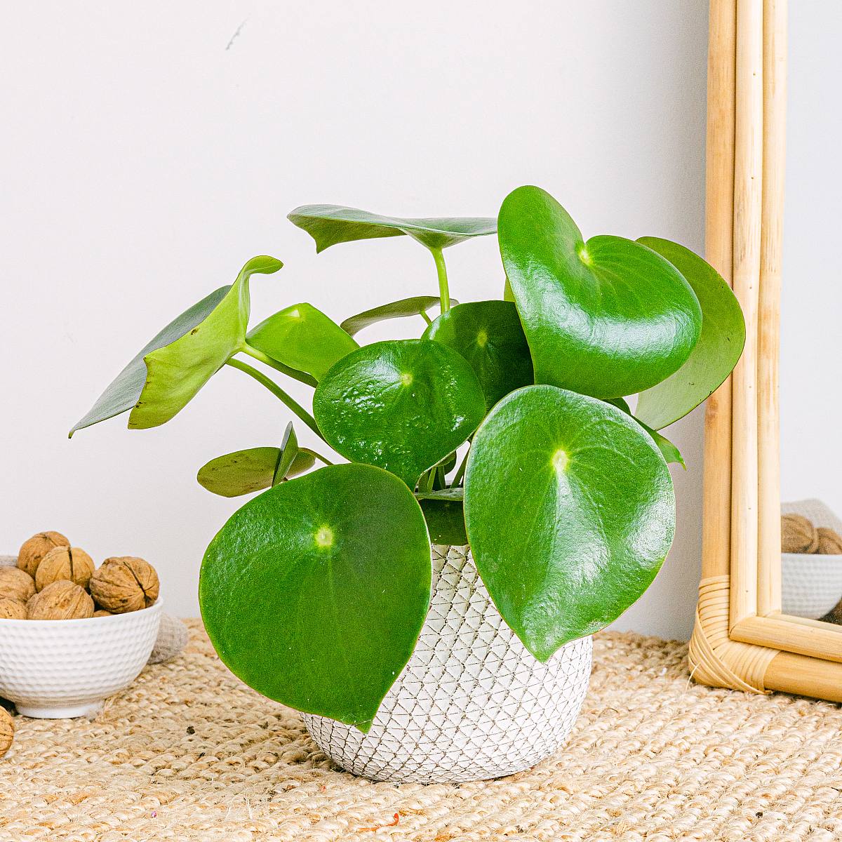 Peperomia Regendruppel picture 2