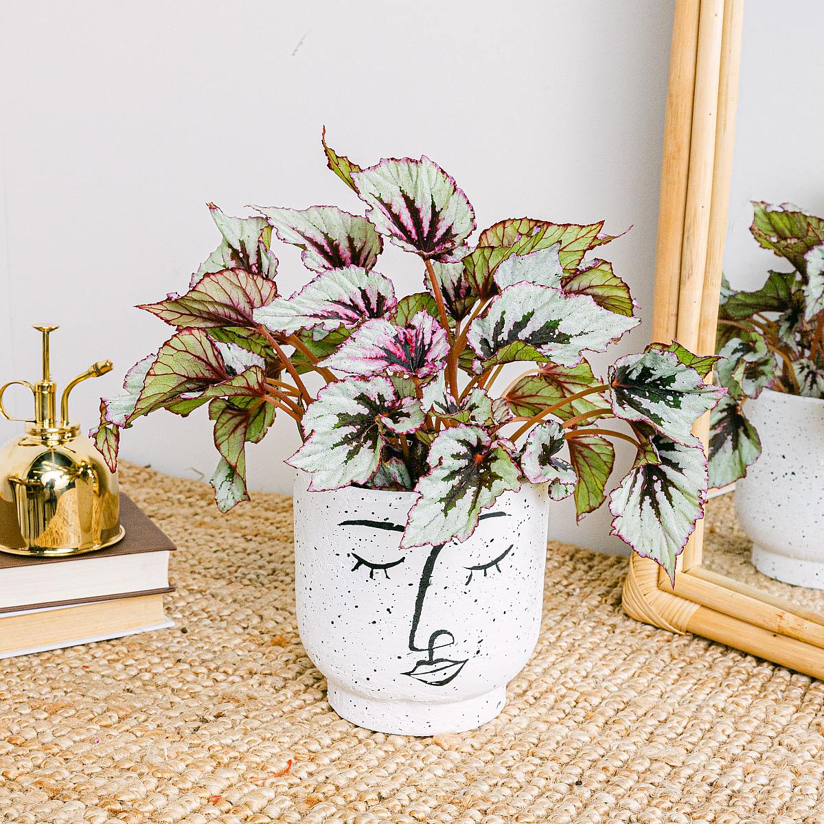 Begonia Beleaf Rex Odissi picture 1