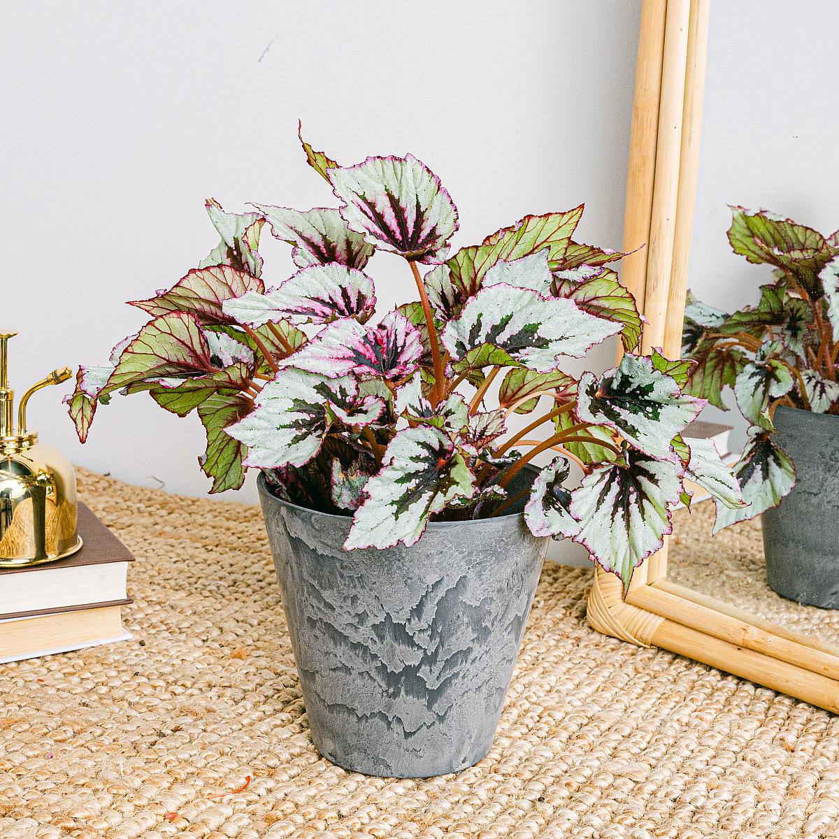 Begonia Beleaf Rex Odissi picture 2