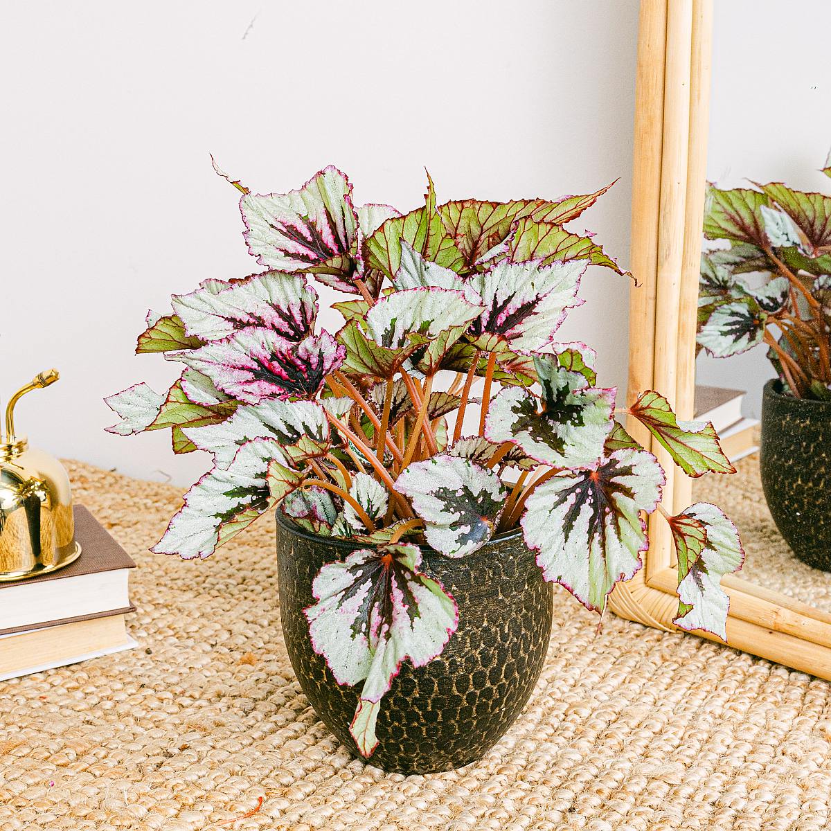 Begonia Beleaf Rex Odissi picture 4