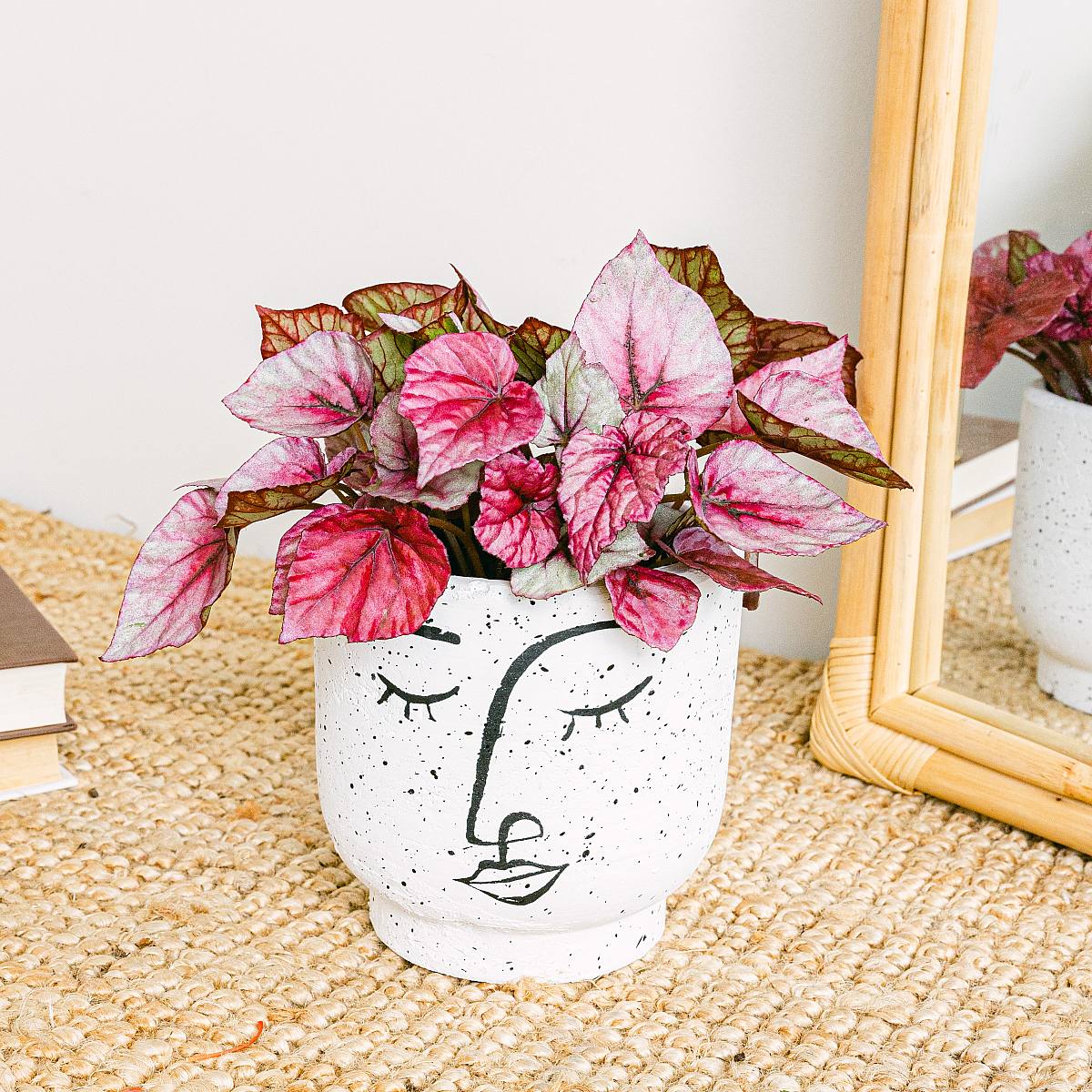 Begonia Beleaf Rex Redbull picture 0