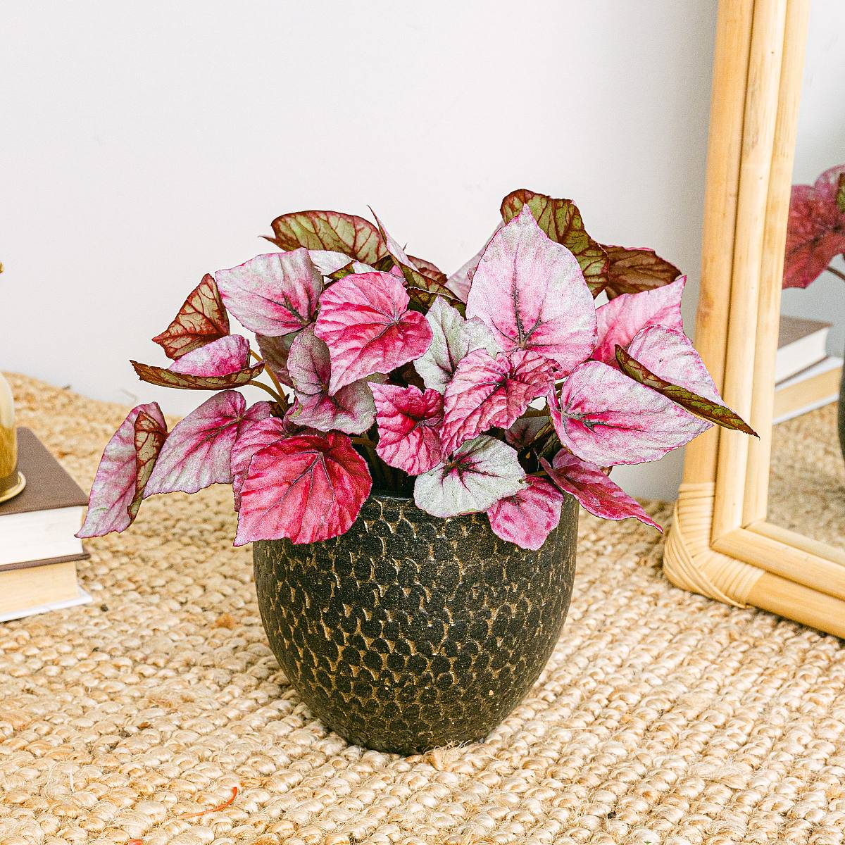 Begonia Beleaf Rex Redbull picture 1