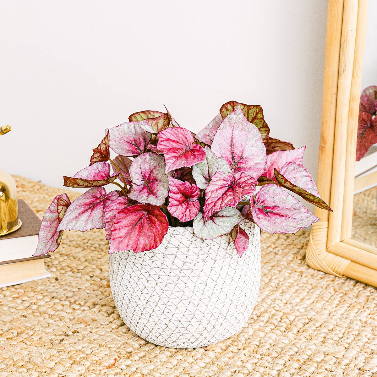 Begonia Beleaf Rex Redbull picture 2