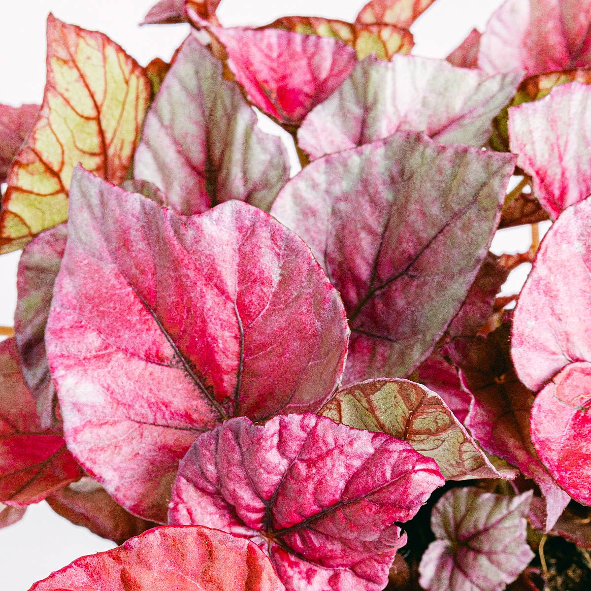 Begonia Beleaf Rex Redbull picture 3