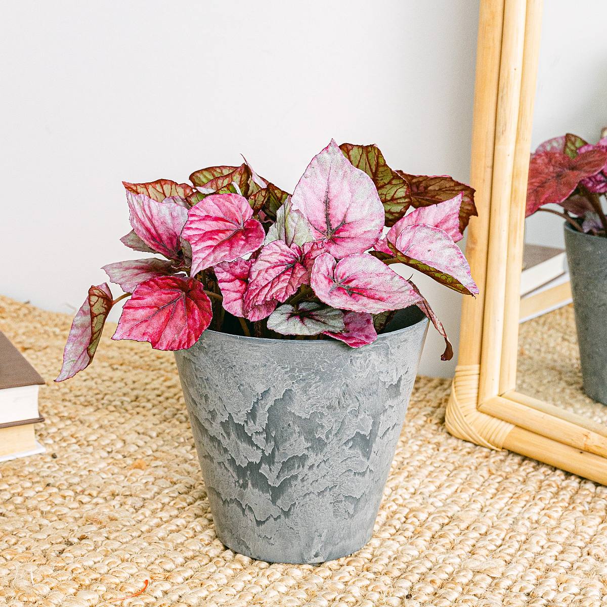 Begonia Beleaf Rex Redbull picture 4